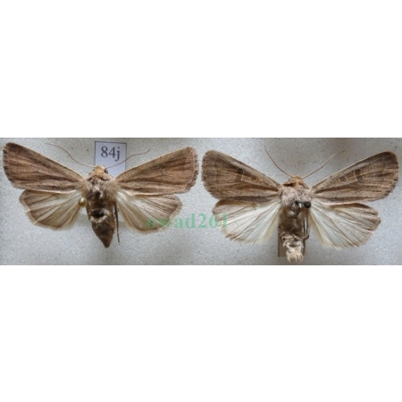 Hoplodrina blanda (Denis & Schiffermüller, 1775) pair Czech84j